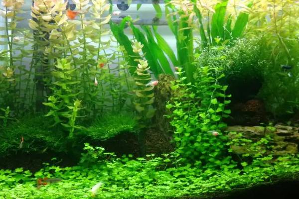 鱼缸水草种植方法