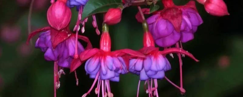 宝莲灯花的风水寓意