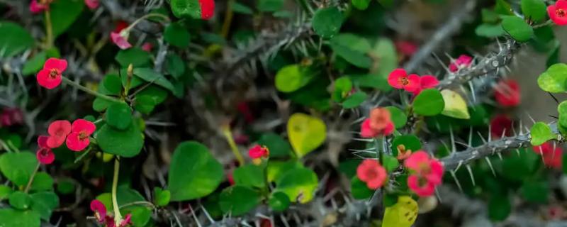 虎刺梅花期