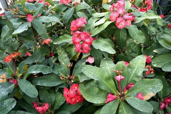 虎刺梅花期