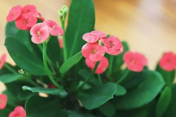 虎刺梅花期