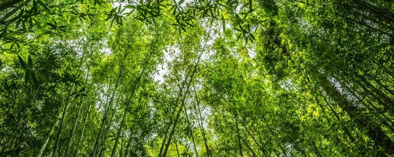 竹子的寓意和象征