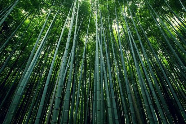 竹子的寓意和象征