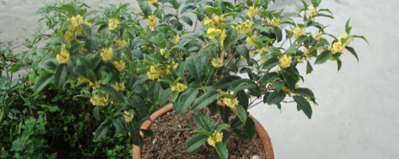 桂花树耐寒吗