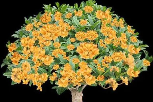 桂花树耐寒吗