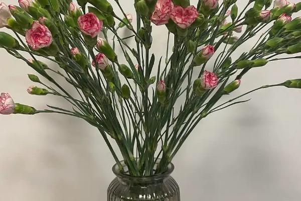 康乃馨醒花的正确方法和技巧