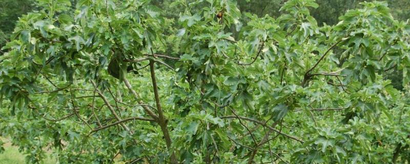 无花果树耐寒最低温度