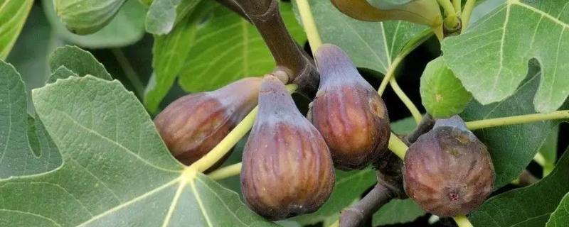 无花果树里的白虫能吃吗