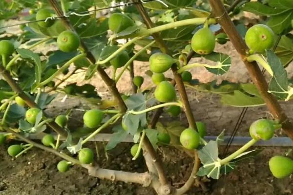 无花果树里的白虫能吃吗