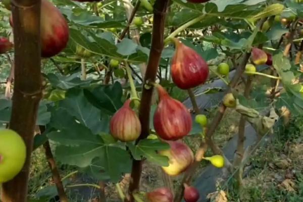 无花果树里的白虫能吃吗