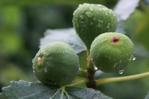 无花果树里的白虫能吃吗