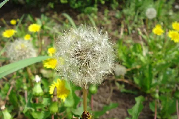 代表重逢的花