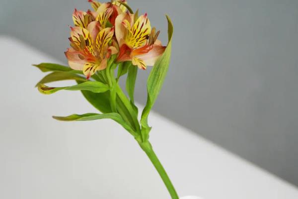 代表重逢的花