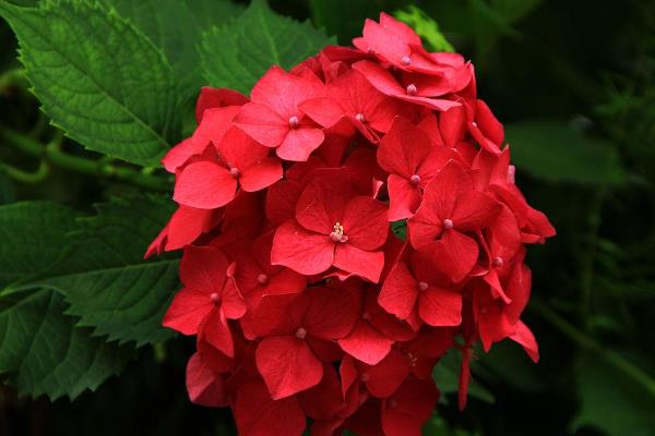 代表重逢的花