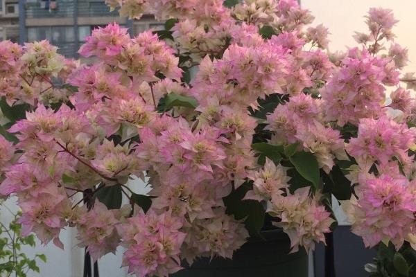 三角梅勤花品种排行