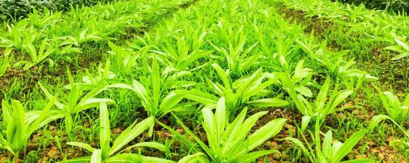 油麦菜什么时候播种最好