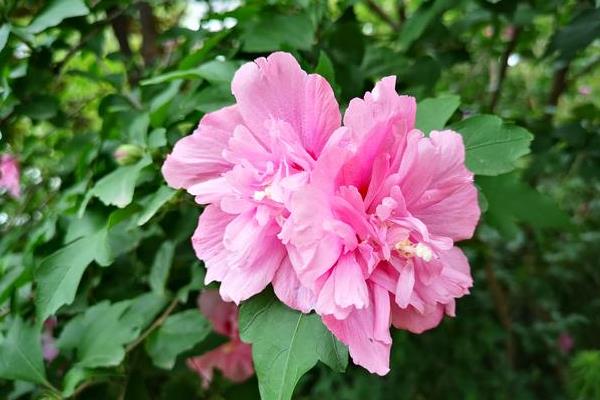 小众又浪漫的花