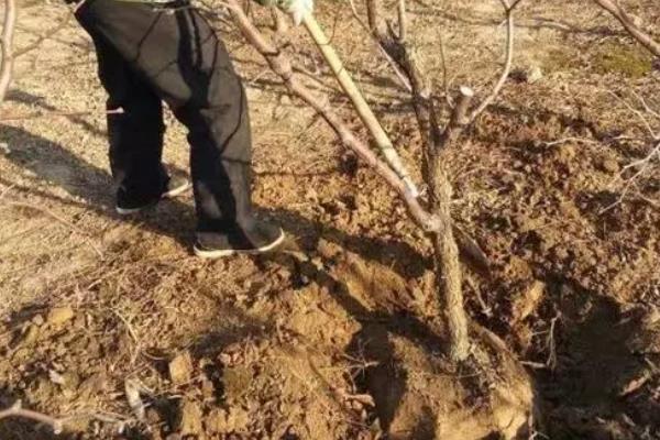 枣树什么时候种植最好