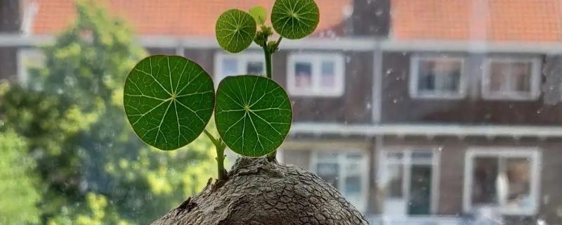 山乌龟喜阴还是喜阳