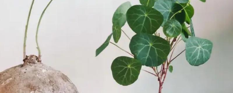 山乌龟摆放最佳位置