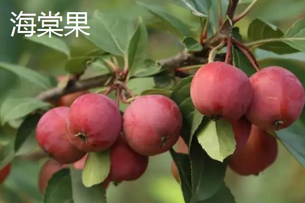 花红果和海棠果的区别