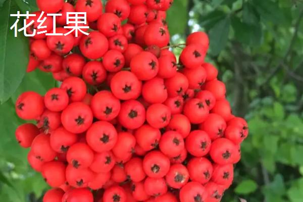 花红果和海棠果的区别