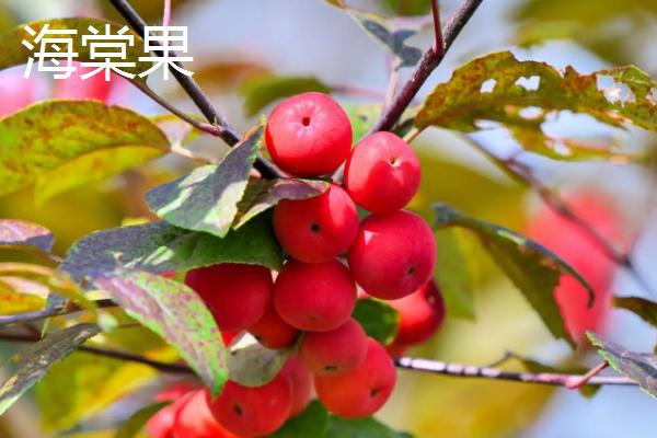 花红果和海棠果的区别