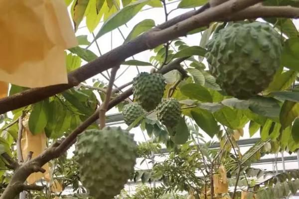 释迦果好吃吗