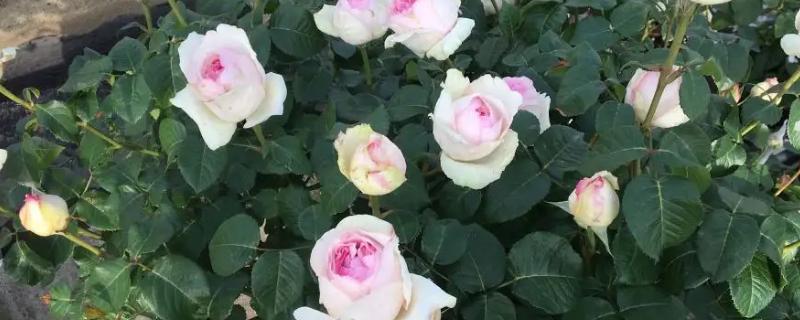 乙女心月季的优缺点