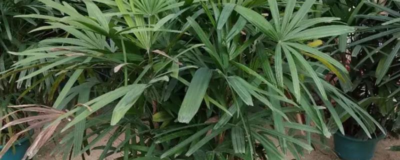 盆栽棕竹用什么土