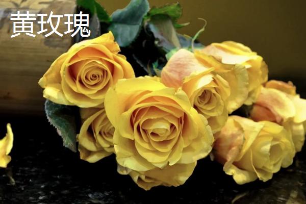 香槟玫瑰和黄玫瑰的区别