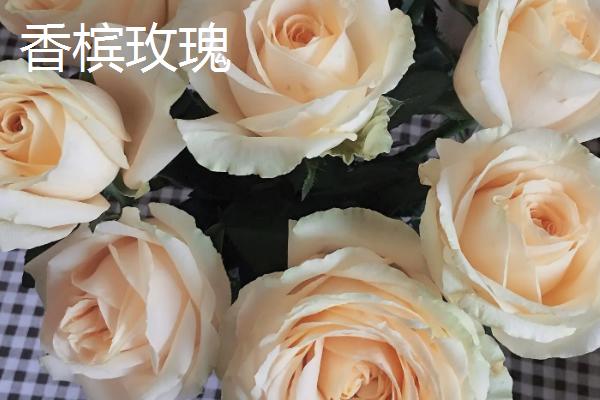 香槟玫瑰和黄玫瑰的区别