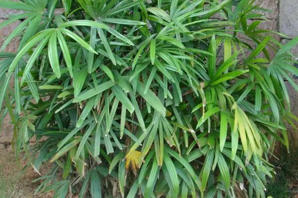 阳台种棕竹好吗