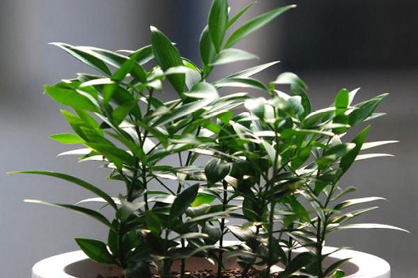家里种竹柏风水好吗