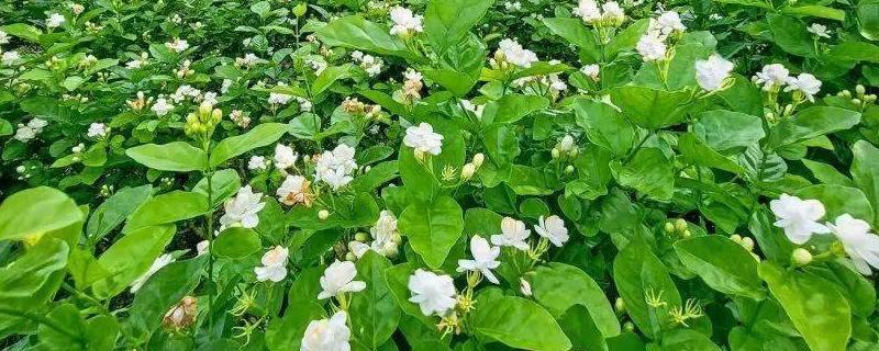 象征自由的花