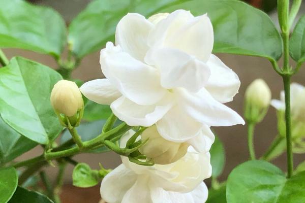 象征自由的花