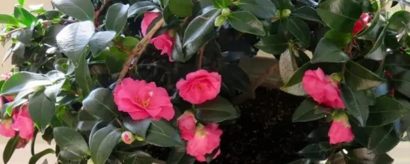 盆栽茶花怎么过冬