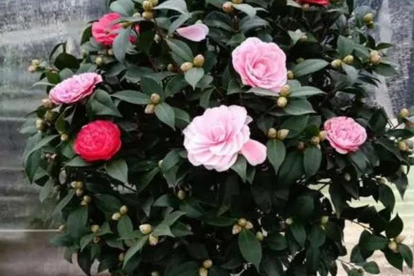 盆栽茶花怎么过冬