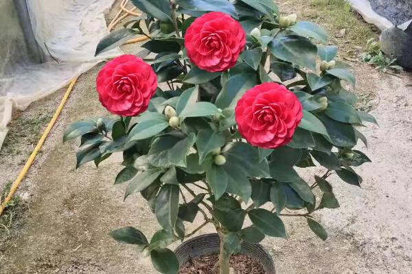 盆栽茶花怎么过冬