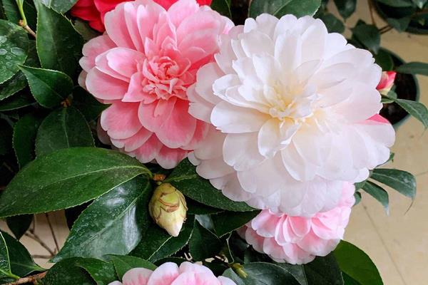 盆栽茶花怎么过冬