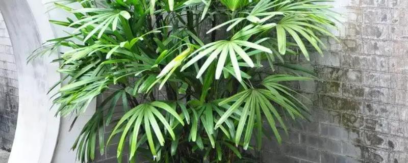 棕竹的寓意与风水
