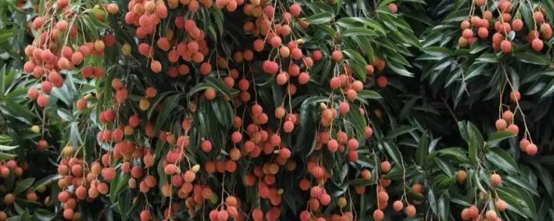 河南能种荔枝树吗