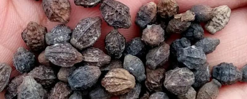 茉莉花有种子吗