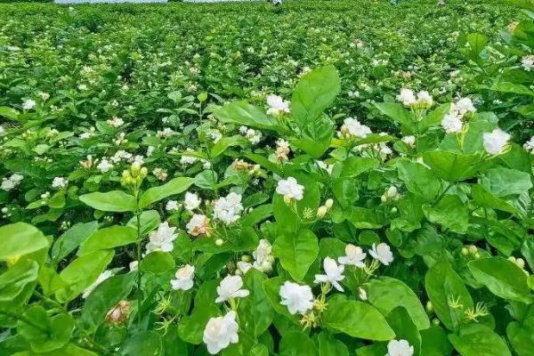 茉莉花有种子吗