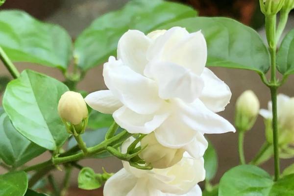 茉莉花有种子吗