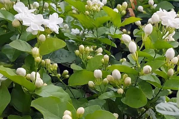 茉莉花有种子吗