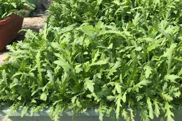 阳台种茼蒿多久长真叶