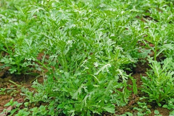 茼蒿几月份播种最好