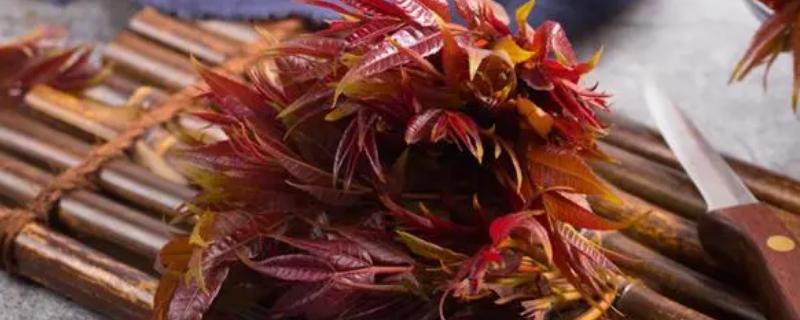 香椿树怎么修剪才能多分叉