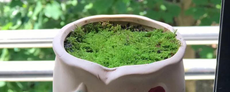 盆栽上的青苔是怎么搞上去的